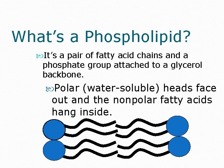 What’s a Phospholipid? It’s a pair of fatty acid chains and a phosphate group