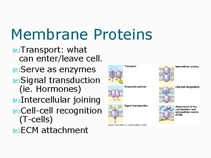 Membrane Proteins Transport: what can enter/leave cell. Serve as enzymes Signal transduction (ie. Hormones)