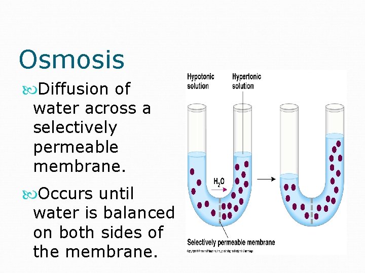 Osmosis Diffusion of water across a selectively permeable membrane. Occurs until water is balanced