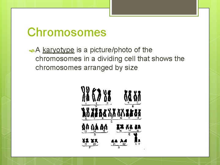 Chromosomes A karyotype is a picture/photo of the chromosomes in a dividing cell that