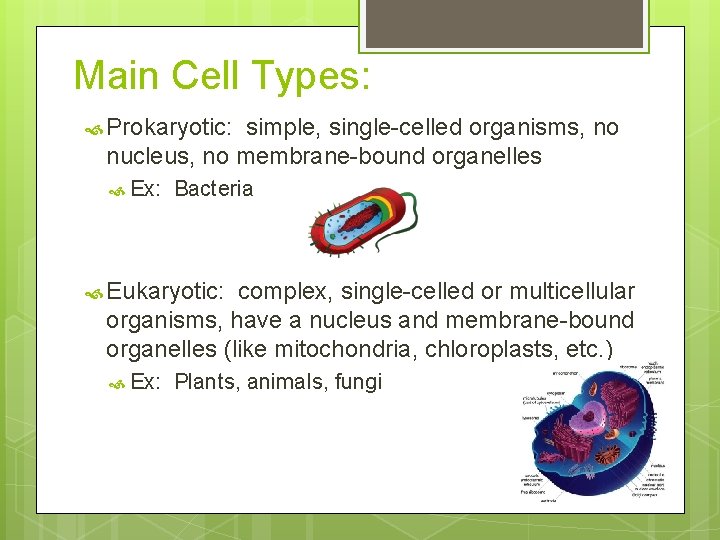 Main Cell Types: Prokaryotic: simple, single-celled organisms, no nucleus, no membrane-bound organelles Ex: Bacteria