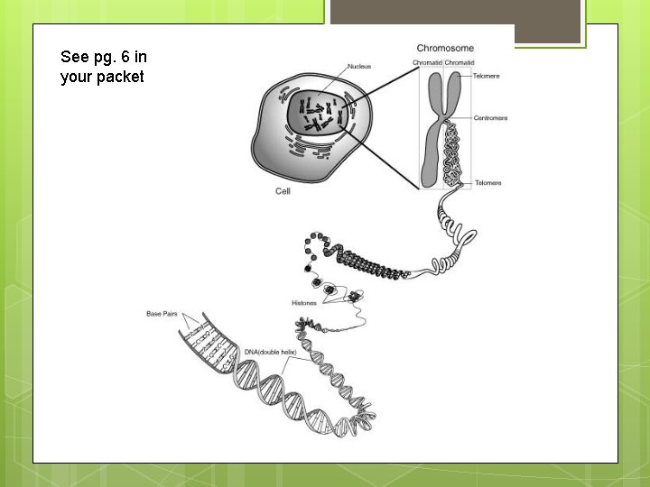 See pg. 6 in your packet 