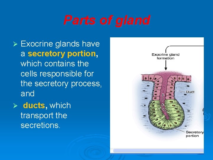 Parts of gland Exocrine glands have a secretory portion, which contains the cells responsible