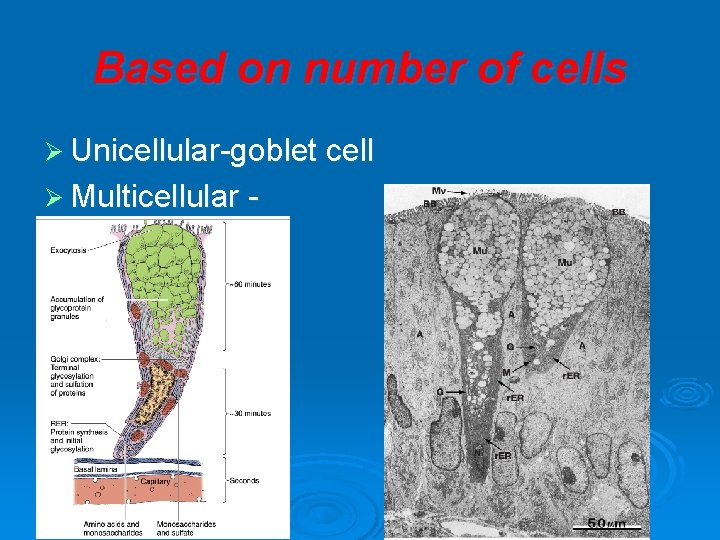 Based on number of cells Ø Unicellular-goblet cell Ø Multicellular - 