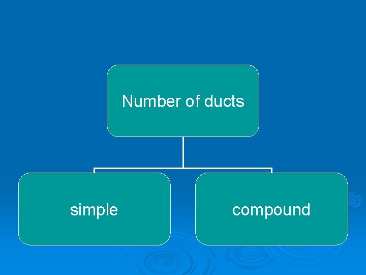 Number of ducts simple compound 