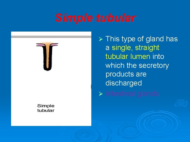 Simple tubular This type of gland has a single, straight tubular lumen into which