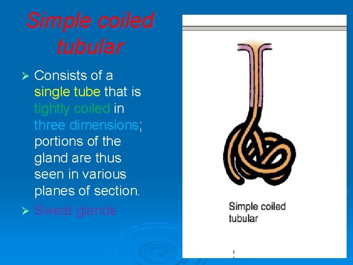 Simple coiled tubular Consists of a single tube that is tightly coiled in three