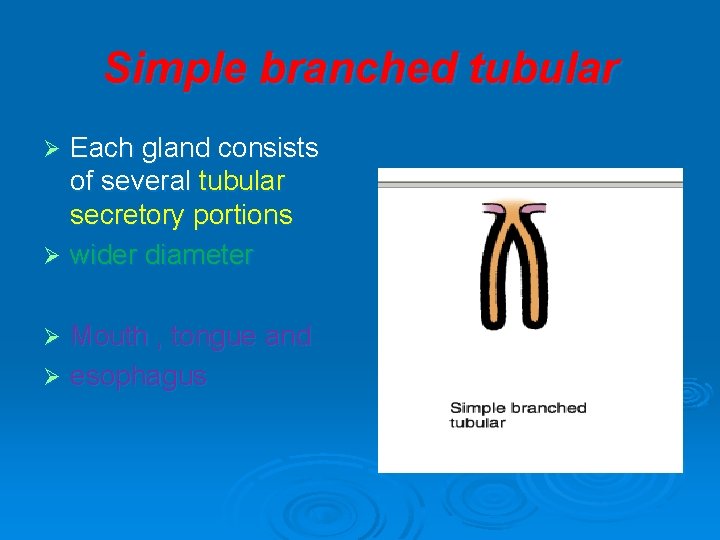 Simple branched tubular Each gland consists of several tubular secretory portions Ø wider diameter