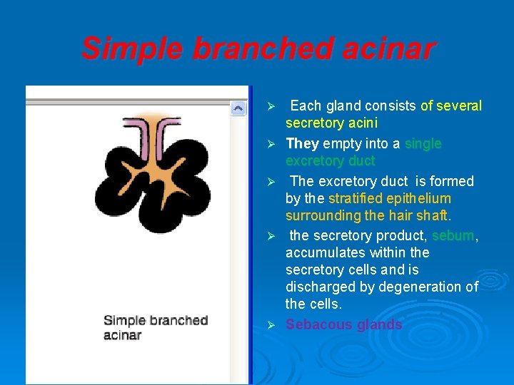 Simple branched acinar Ø Ø Ø Each gland consists of several secretory acini They