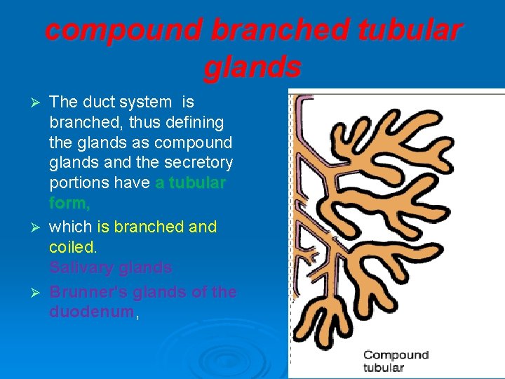 compound branched tubular glands Ø Ø Ø The duct system is branched, thus defining