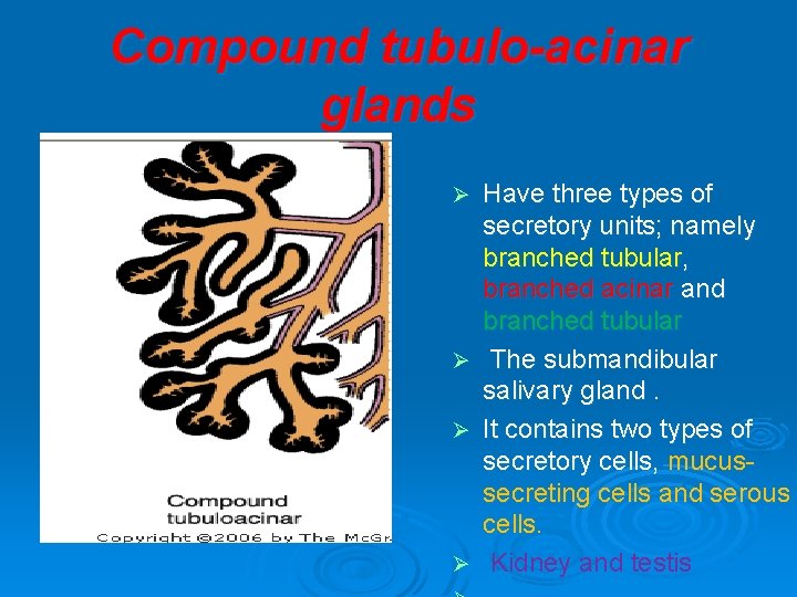 Compound tubulo-acinar glands Have three types of secretory units; namely branched tubular, branched acinar