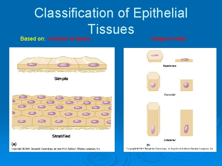 Classification of Epithelial Tissues Based on: *number of layers *shape of cells 