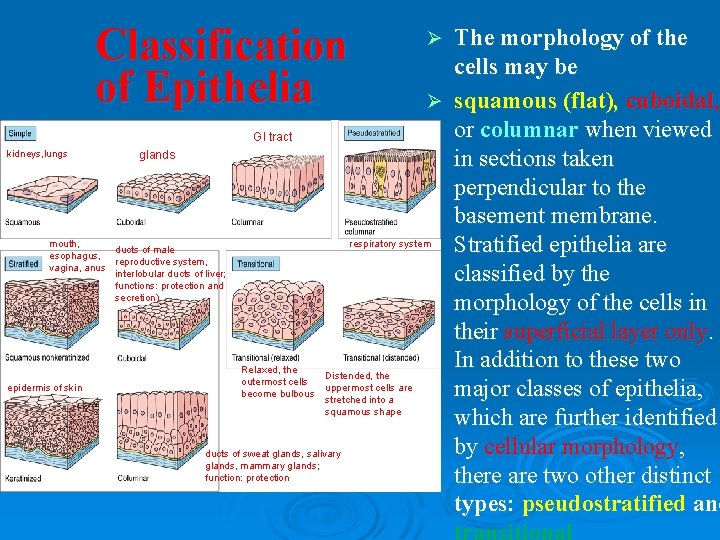 Classification of Epithelia kidneys, lungs mouth, esophagus, vagina, anus epidermis of skin The morphology