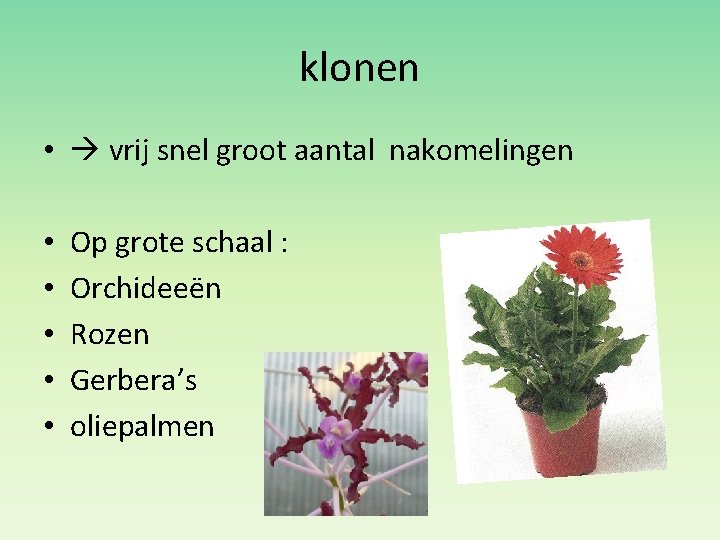 klonen • vrij snel groot aantal nakomelingen • • • Op grote schaal :