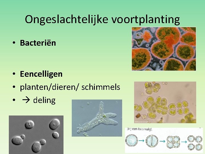 Ongeslachtelijke voortplanting • Bacteriën • Eencelligen • planten/dieren/ schimmels • deling 