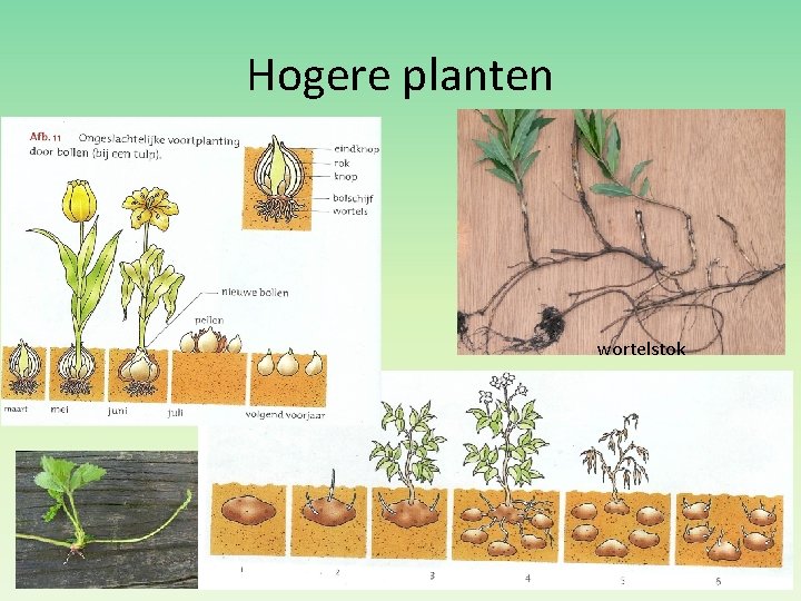 Hogere planten wortelstok 