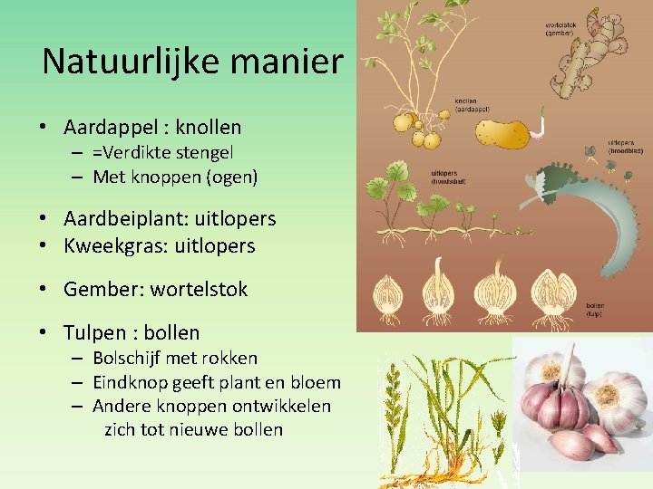 Natuurlijke manier • Aardappel : knollen – =Verdikte stengel – Met knoppen (ogen) •