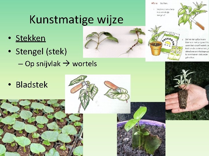 Kunstmatige wijze • Stekken • Stengel (stek) – Op snijvlak wortels • Bladstek 