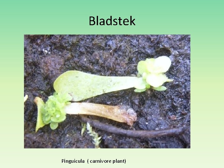 Bladstek Pinguicula ( carnivore plant) 