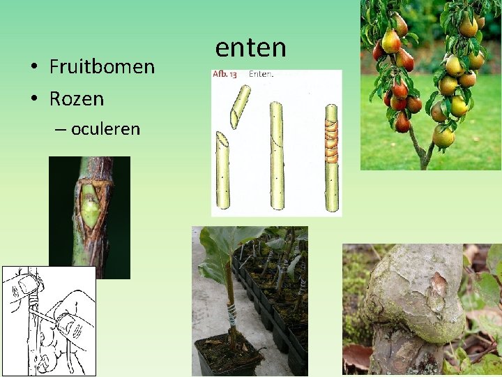  • Fruitbomen • Rozen – oculeren enten 