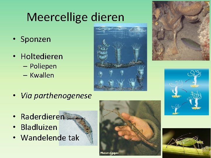 Meercellige dieren • Sponzen • Holtedieren – Poliepen – Kwallen • Via parthenogenese •