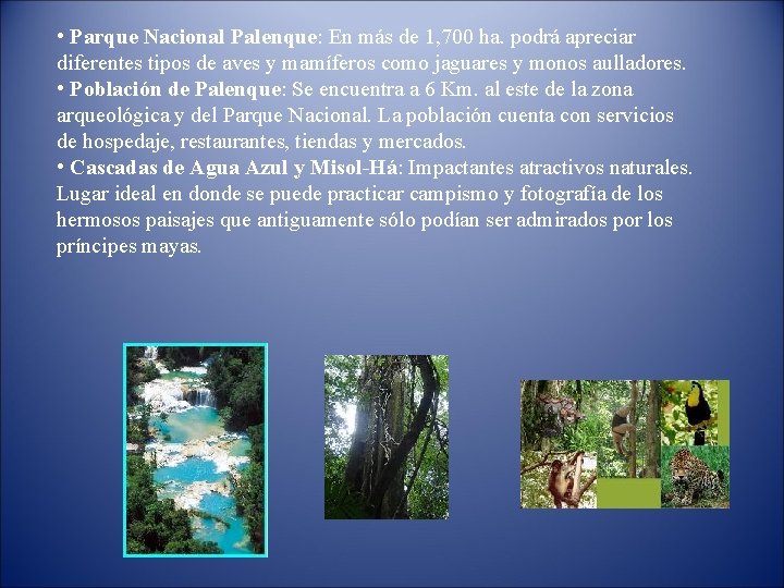  • Parque Nacional Palenque: En más de 1, 700 ha. podrá apreciar diferentes