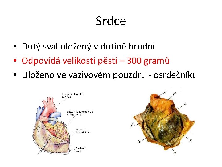 Srdce • Dutý sval uložený v dutině hrudní • Odpovídá velikosti pěsti – 300 Srdce • Dutý sval uložený v dutině hrudní • Odpovídá velikosti pěsti – 300
