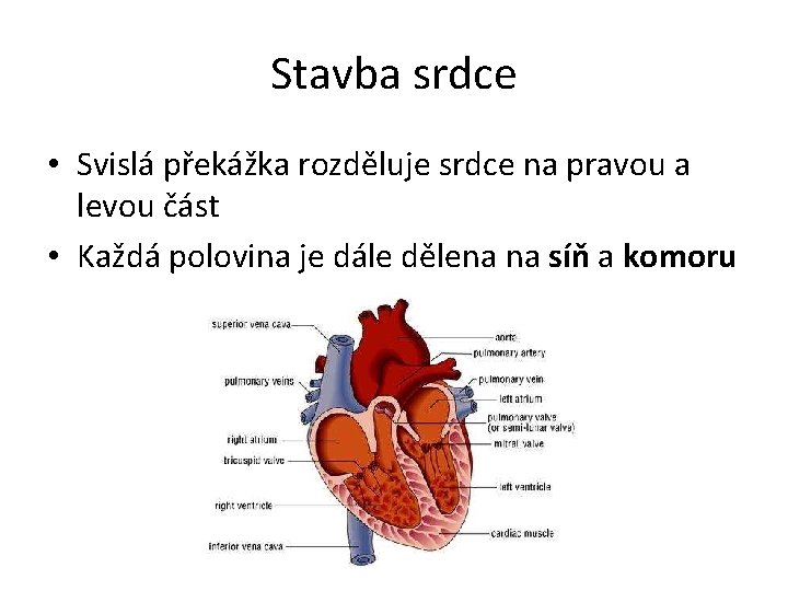 Stavba srdce • Svislá překážka rozděluje srdce na pravou a levou část • Každá Stavba srdce • Svislá překážka rozděluje srdce na pravou a levou část • Každá