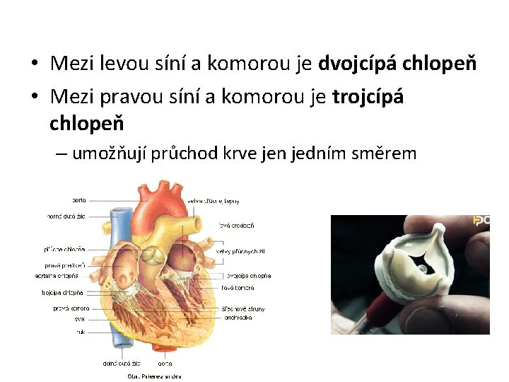 • Mezi levou síní a komorou je dvojcípá chlopeň • Mezi pravou síní • Mezi levou síní a komorou je dvojcípá chlopeň • Mezi pravou síní
