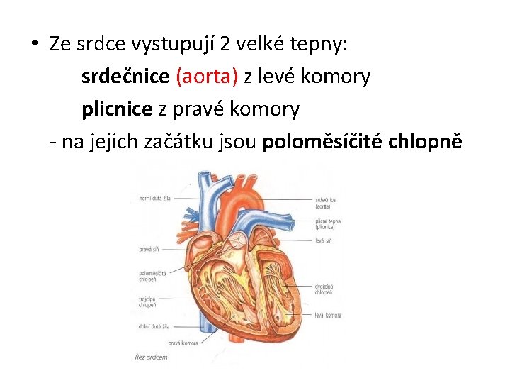• Ze srdce vystupují 2 velké tepny: srdečnice (aorta) z levé komory plicnice • Ze srdce vystupují 2 velké tepny: srdečnice (aorta) z levé komory plicnice