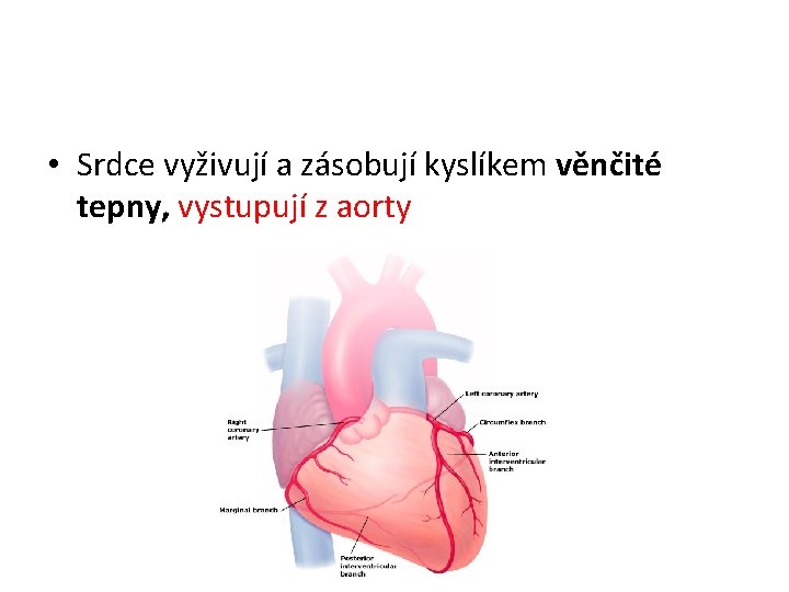 • Srdce vyživují a zásobují kyslíkem věnčité tepny, vystupují z aorty • Srdce vyživují a zásobují kyslíkem věnčité tepny, vystupují z aorty