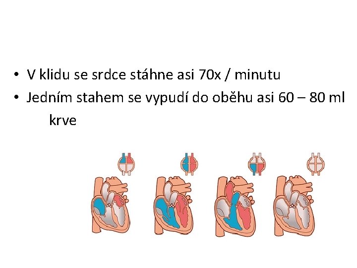 • V klidu se srdce stáhne asi 70 x / minutu • Jedním • V klidu se srdce stáhne asi 70 x / minutu • Jedním