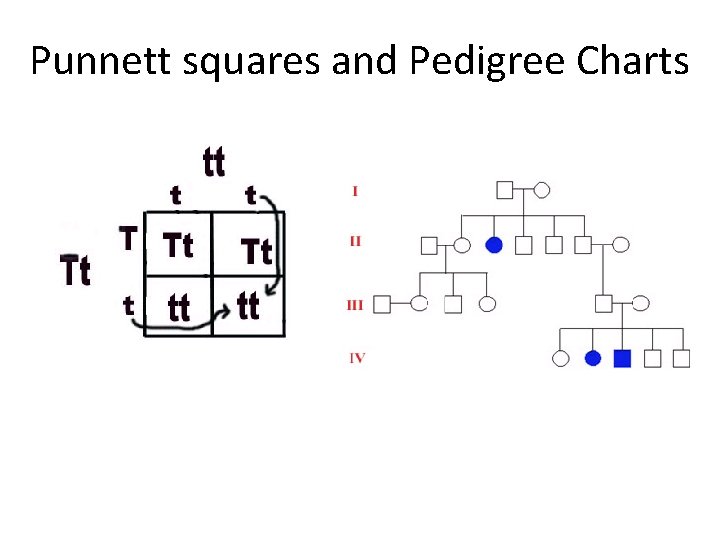 Punnett squares and Pedigree Charts 