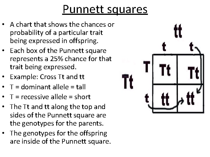 Punnett squares • A chart that shows the chances or probability of a particular