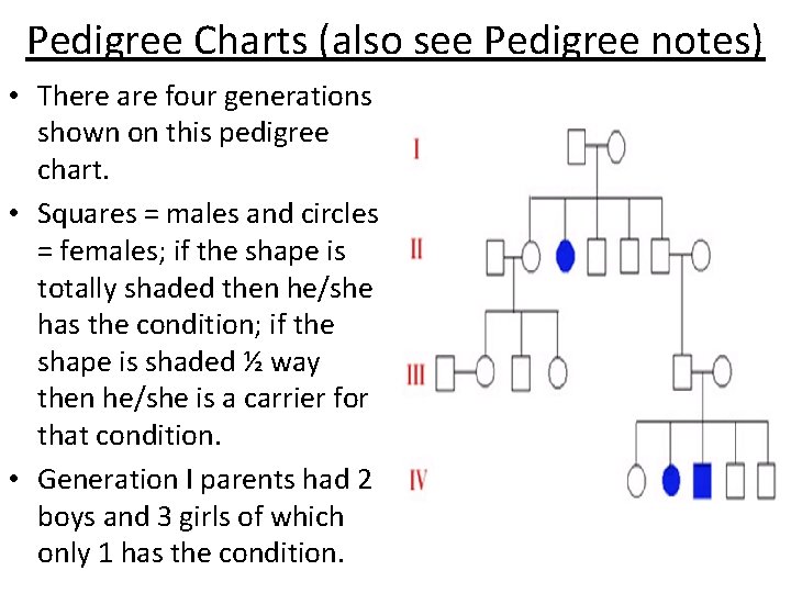 Pedigree Charts (also see Pedigree notes) • There are four generations shown on this