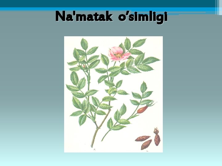 Na'matak o’simligi 