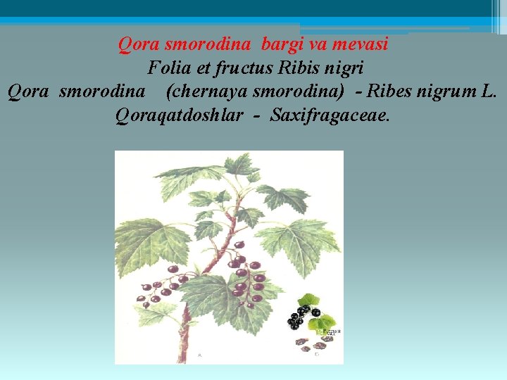 Qora smorodina bargi va mеvasi Folia et fructus Ribis nigri Qora smorodina (chernaya smorodina)