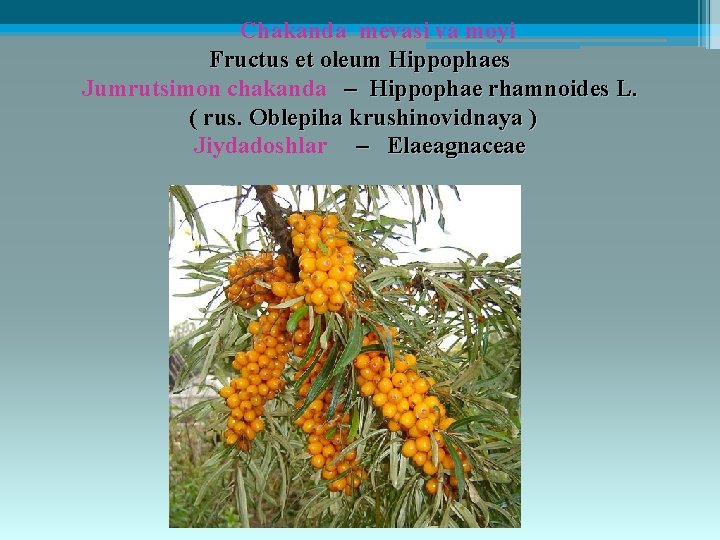 Chakanda mеvasi va moyi Fructus et oleum Hippophaes Jumrutsimon chakanda – Hippophae rhamnoides L.