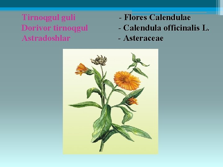 Tirnoqgul guli Dorivor tirnoqgul Astradoshlar - Flores Calendulae - Calendula officinalis L. - Asteracеaе