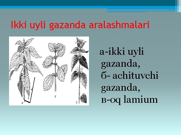 Ikki uyli gazanda aralashmalari a-ikki uyli gazanda, б- achituvchi gazanda, в-oq lamium 