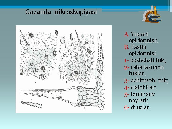 Gazanda mikroskopiyasi A. Yuqori epidermisi; B. Pastki epidermisi. 1 - boshchali tuk; 2 -