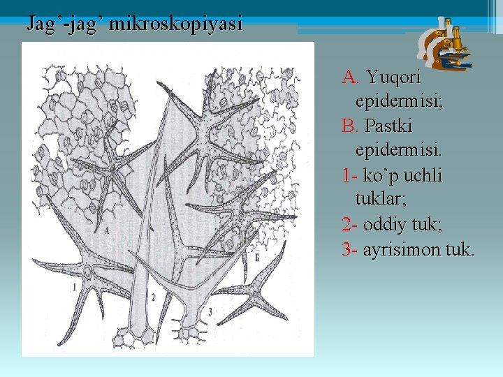 Jag’-jag’ mikroskopiyasi A. Yuqori epidermisi; B. Pastki epidermisi. 1 - ko’p uchli tuklar; 2
