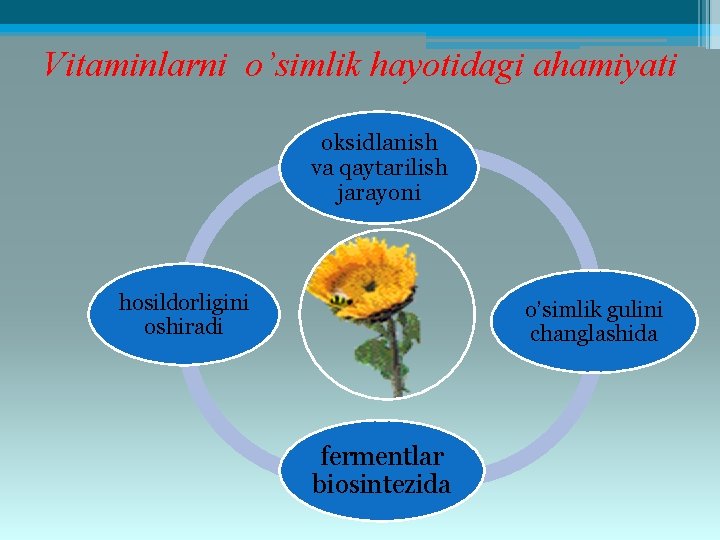 Vitaminlarni o’simlik hayotidagi ahamiyati oksidlanish va qaytarilish jarayoni hosildorligini oshiradi o’simlik gulini changlashida fermentlar