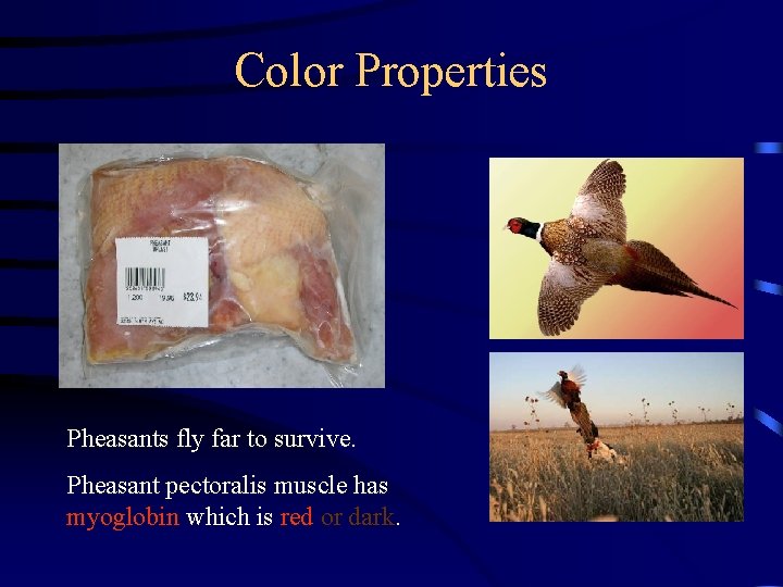 Color Properties Pheasants fly far to survive. Pheasant pectoralis muscle has myoglobin which is