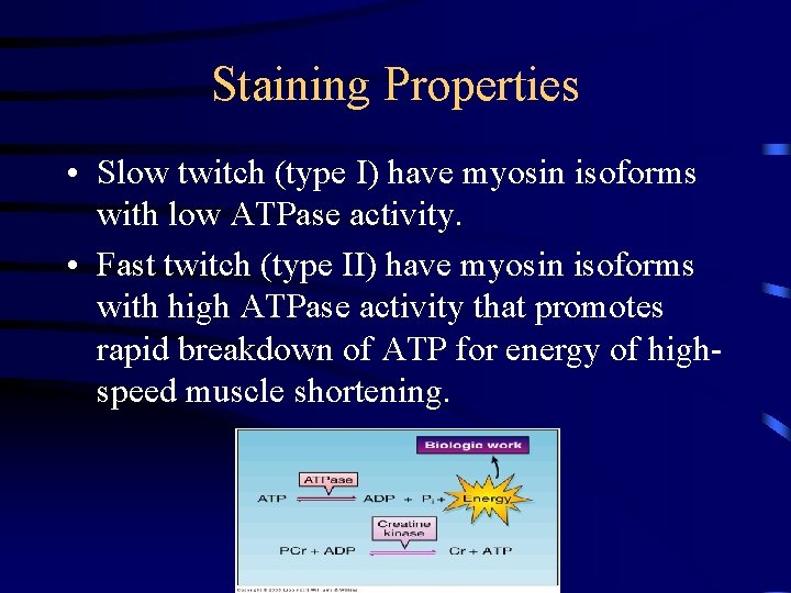 Staining Properties • Slow twitch (type I) have myosin isoforms with low ATPase activity.