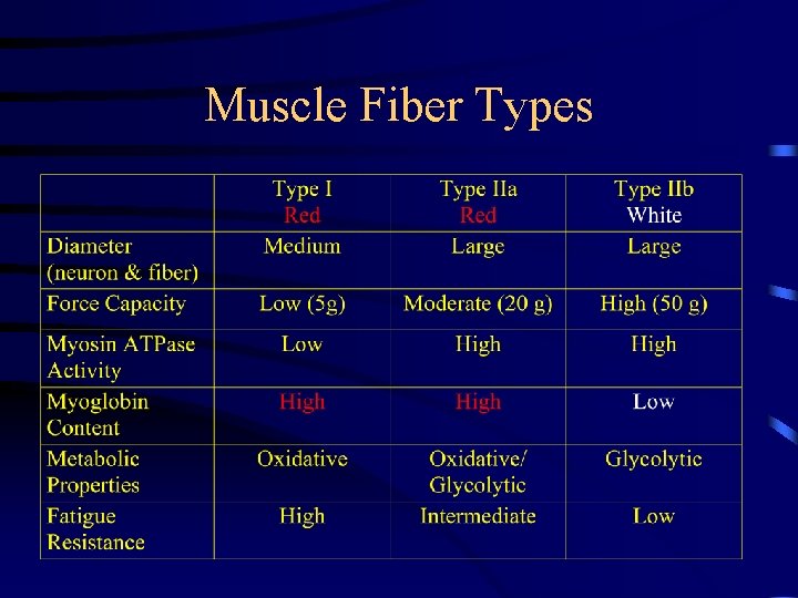 classification of muscle fiber types