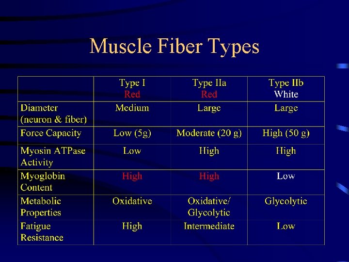 Muscle Fiber Types 