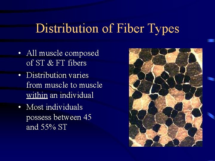 Distribution of Fiber Types • All muscle composed of ST & FT fibers •