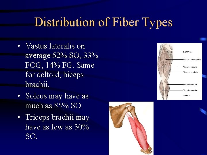 Distribution of Fiber Types • Vastus lateralis on average 52% SO, 33% FOG, 14%