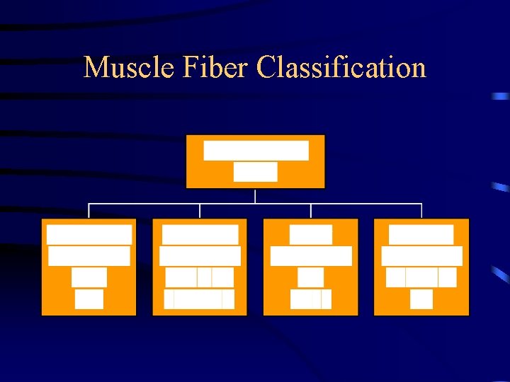 Muscle Fiber Classification 